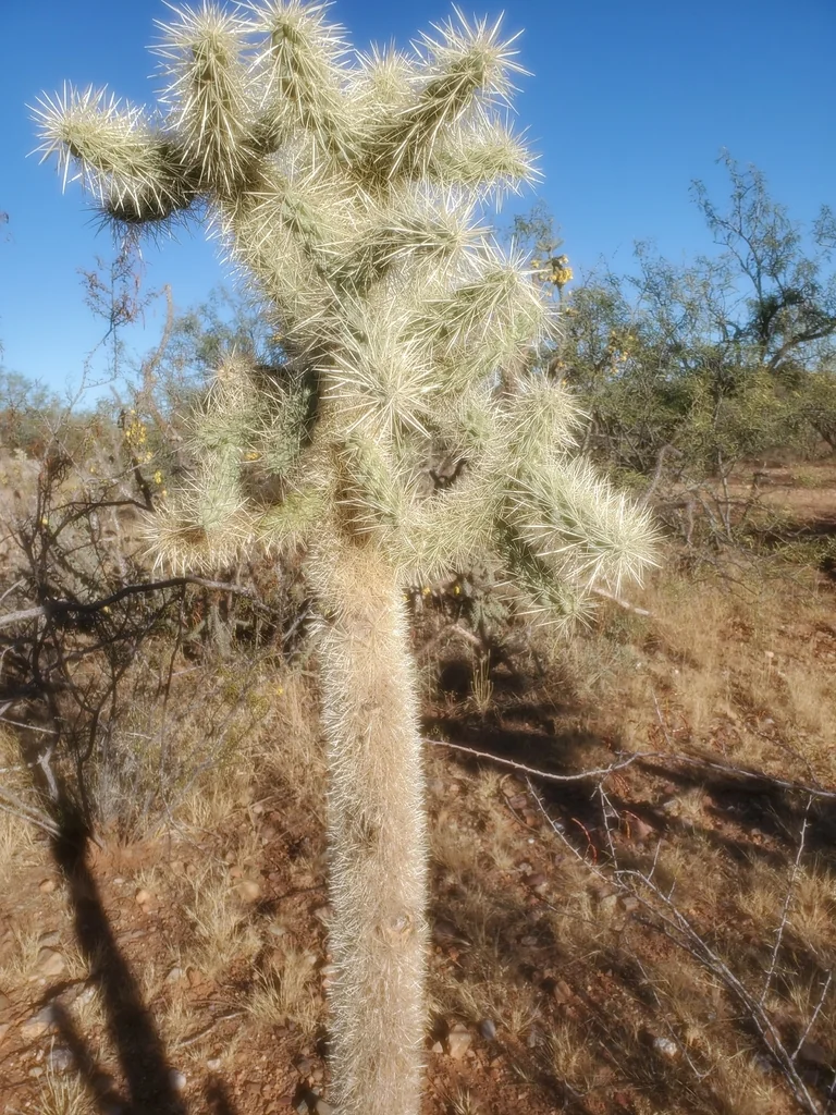 Opuntia Fulgida