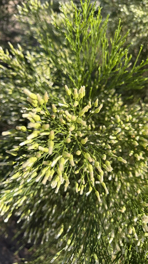 Baccharis Sarothroides