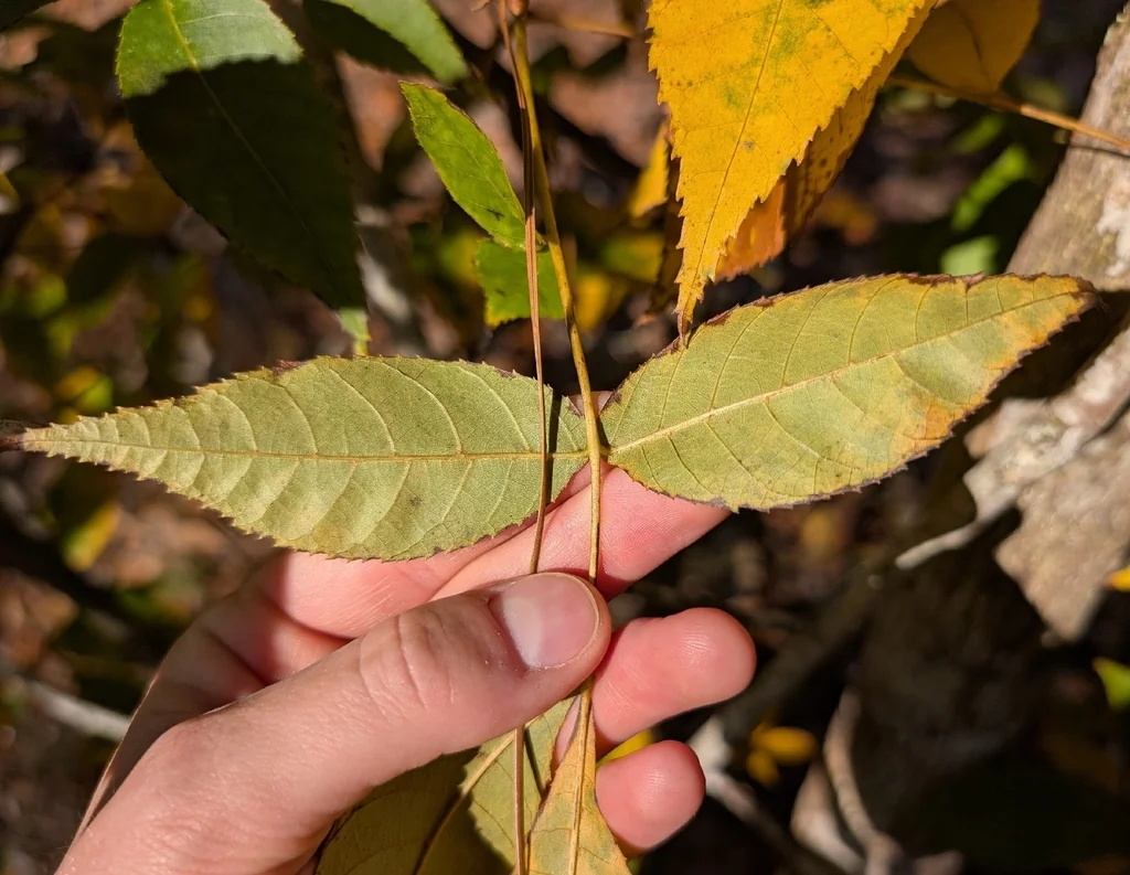 Carya Glabra