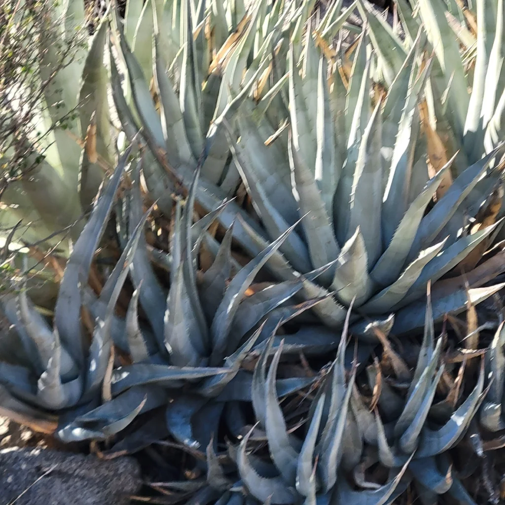 Agave Deserti