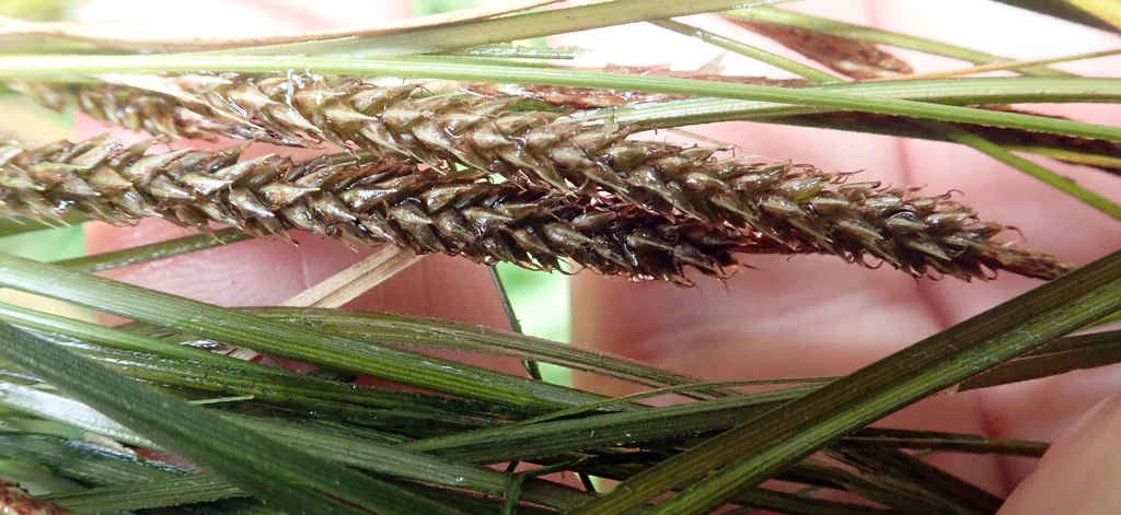 Carex Testacea