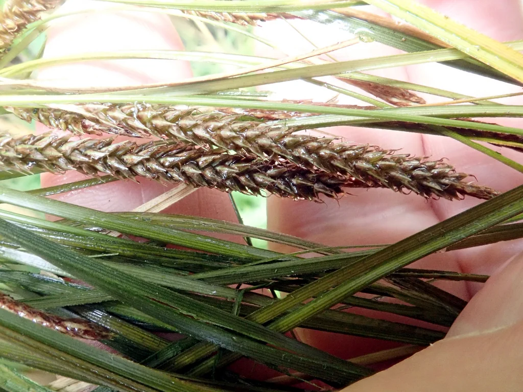 Carex Testacea