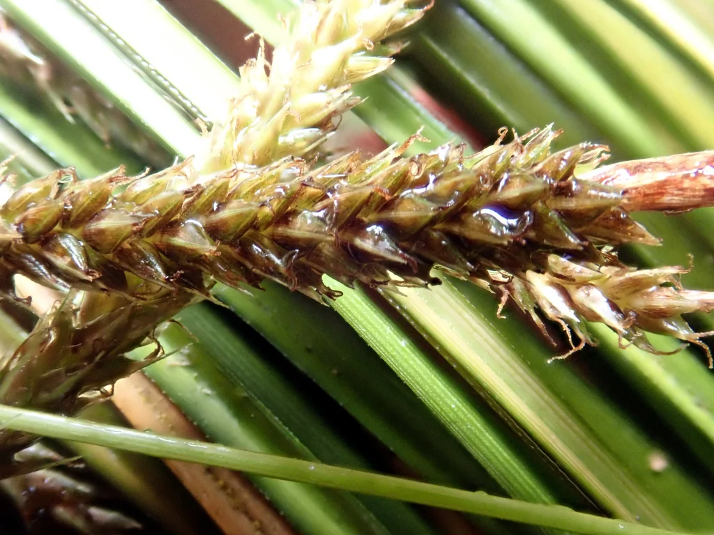 Carex Testacea