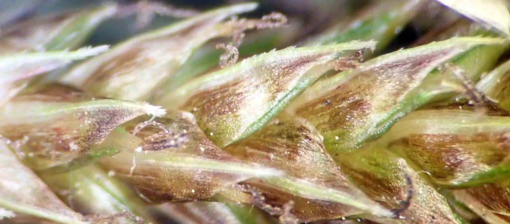 Carex Testacea