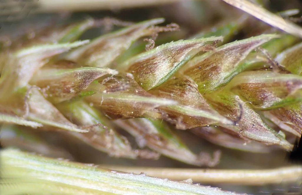 Carex Testacea