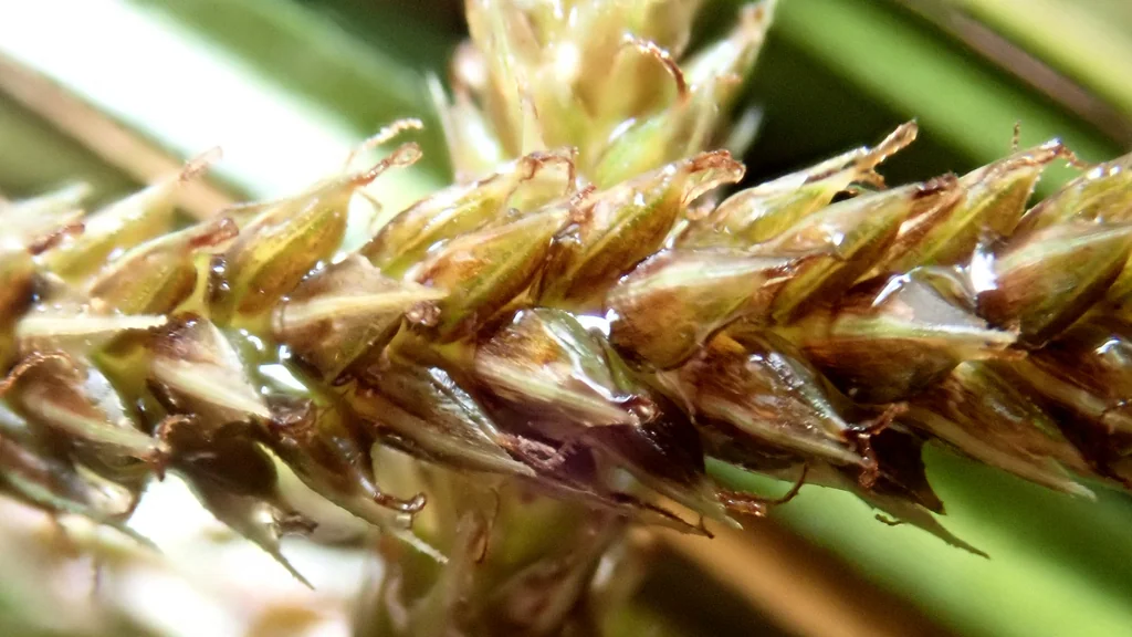 Carex Testacea