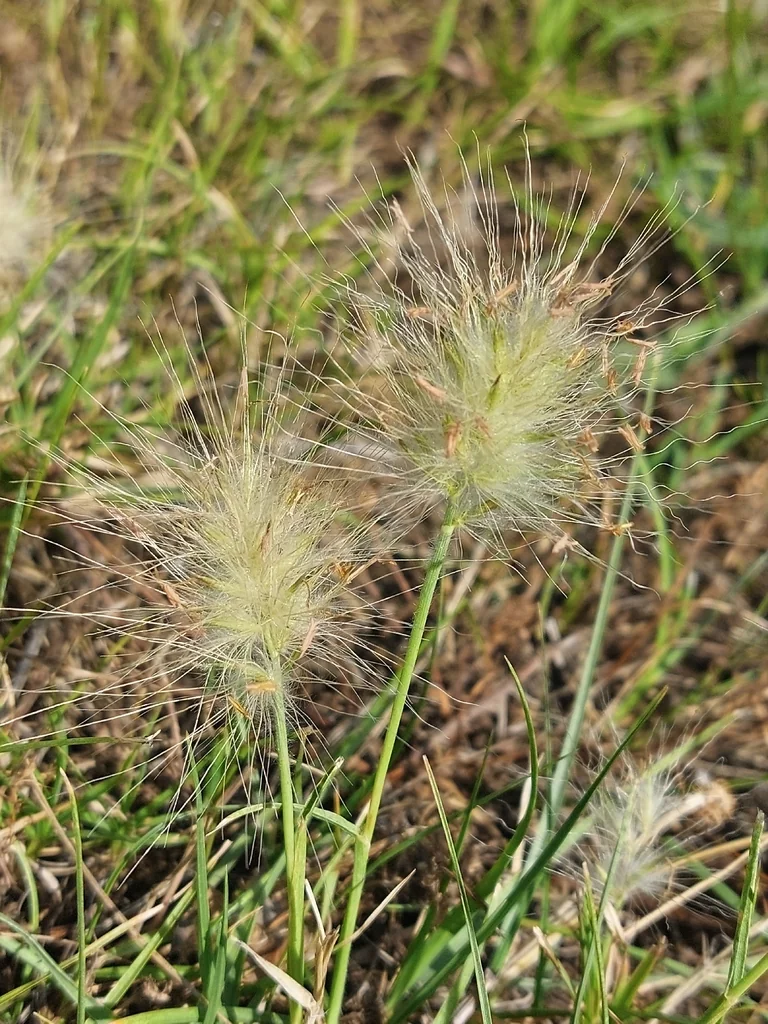 Pennisetum Villosum