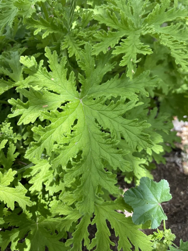 Pelargonium Graveolens
