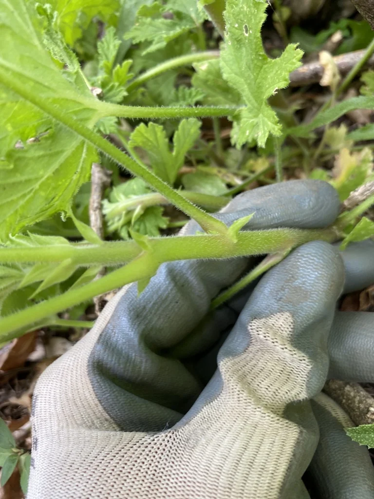 Pelargonium Graveolens
