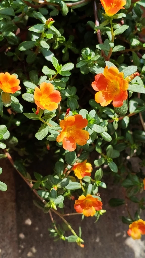 Portulaca umbraticola