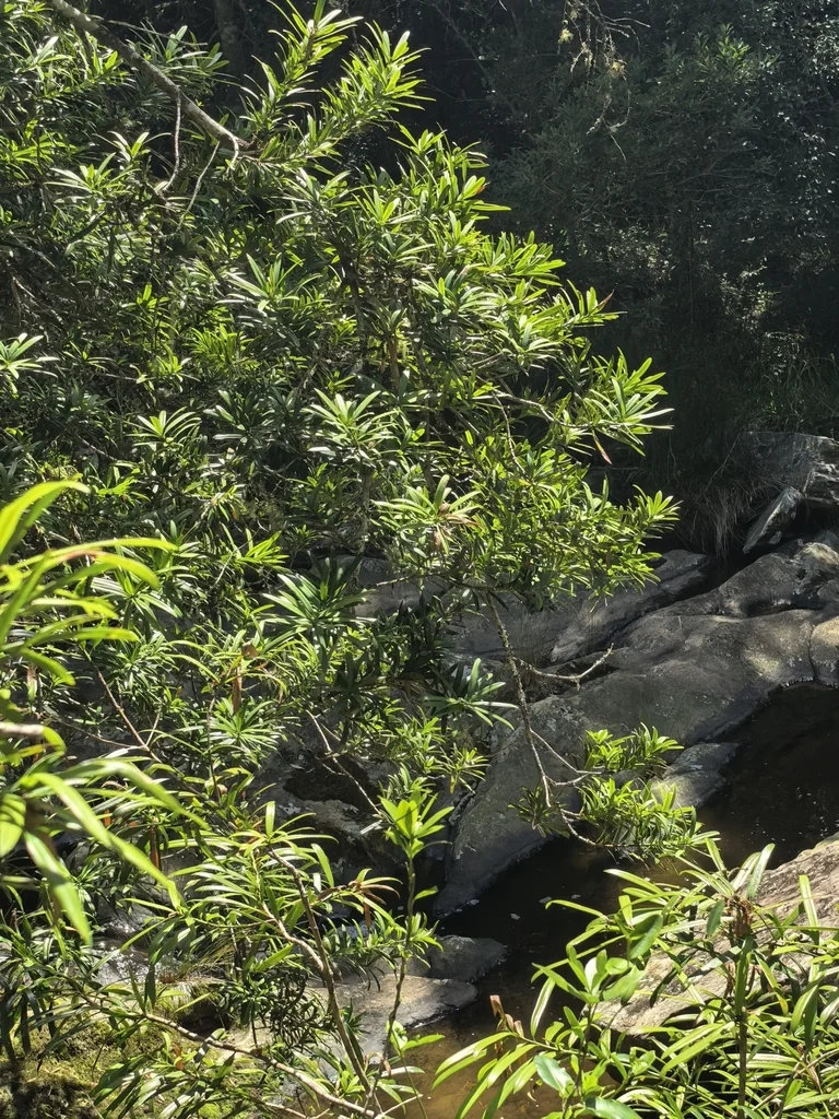 Podocarpus Latifolius