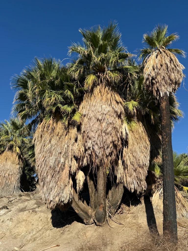 Washingtonia Filifera