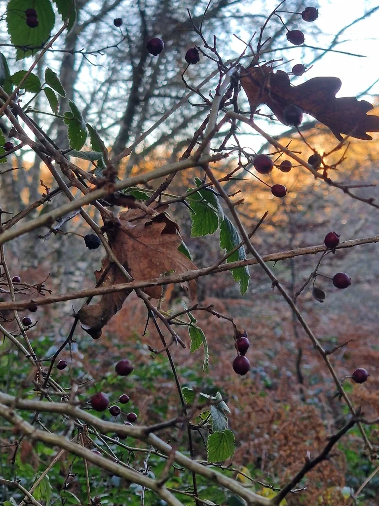 Crataegus Laevigata