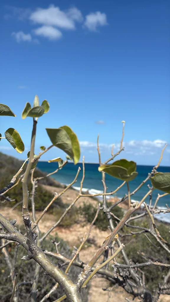 Jatropha Cinerea