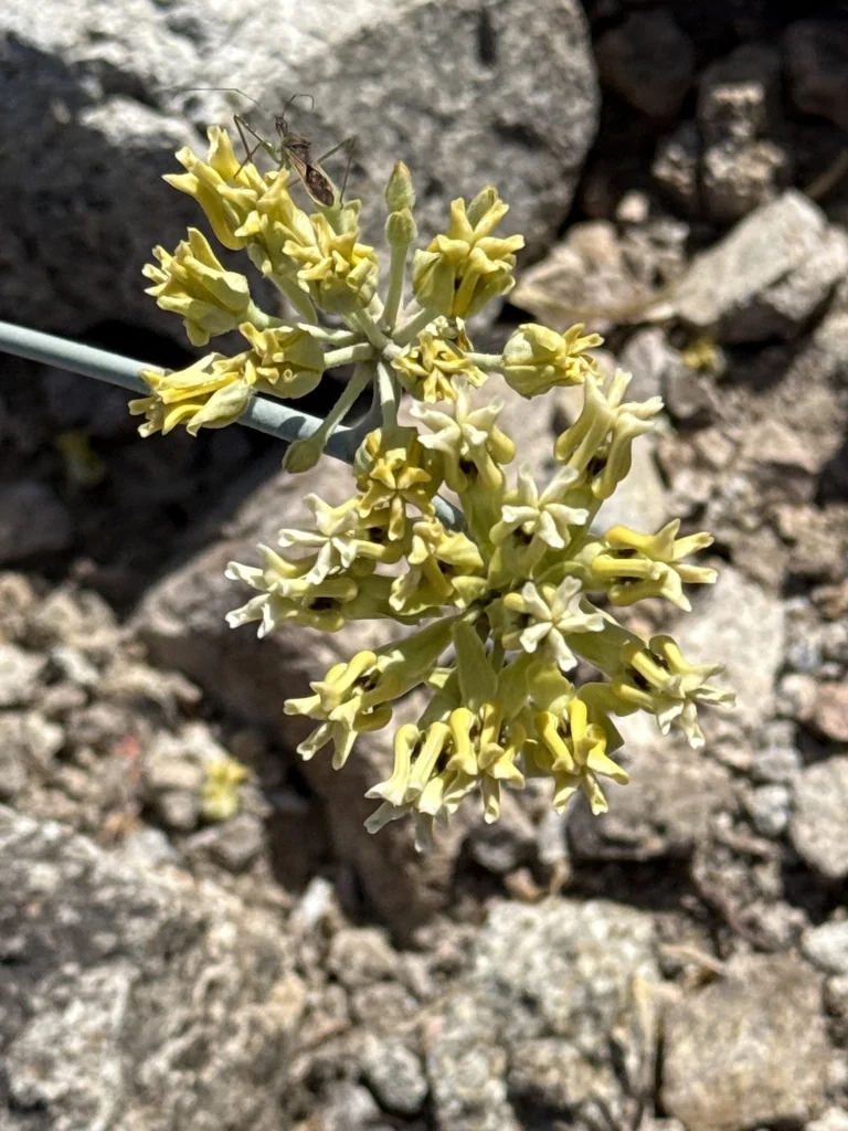 Asclepias Subulata
