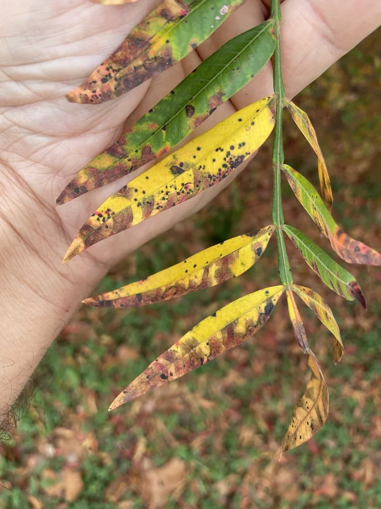 Rhus Lanceolata