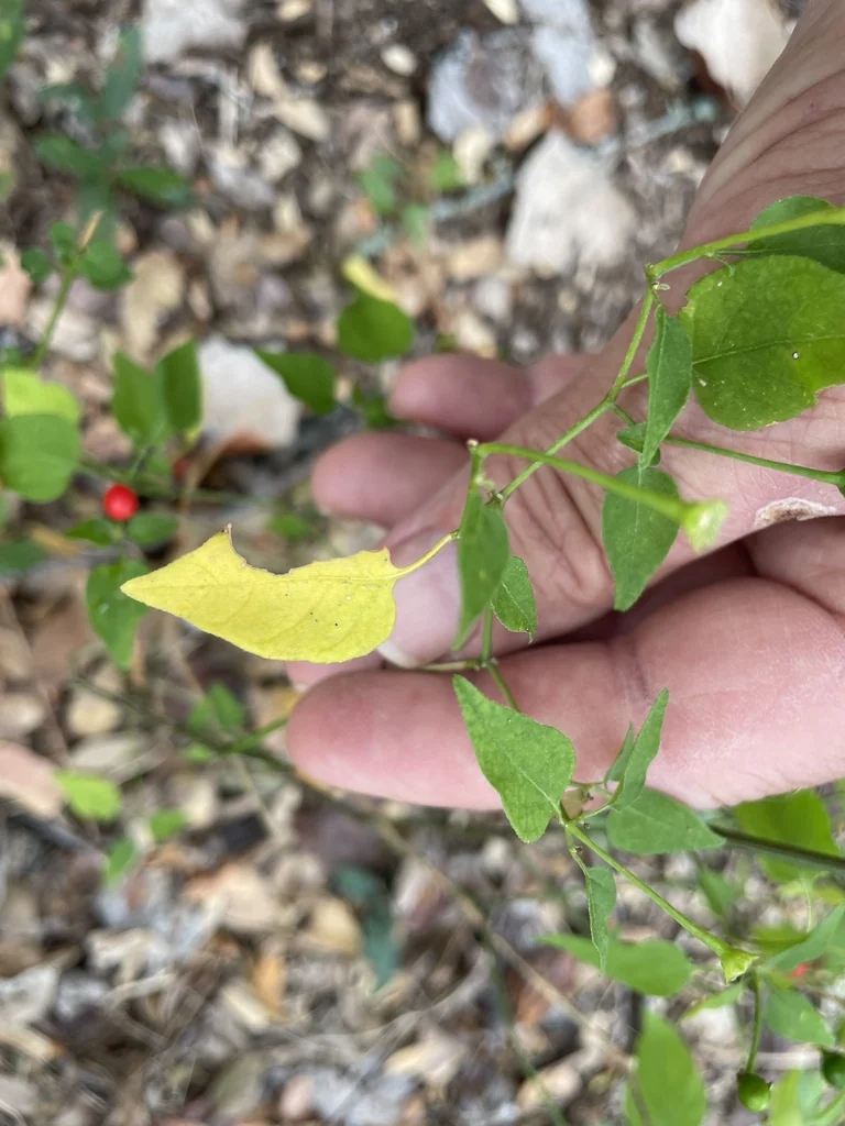 Capsicum annuum