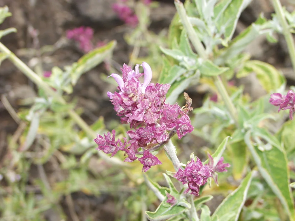Salvia Canariensis