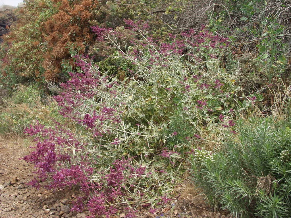 Salvia Canariensis
