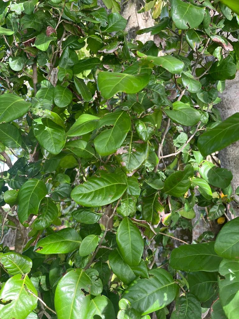 Coccoloba Diversifolia