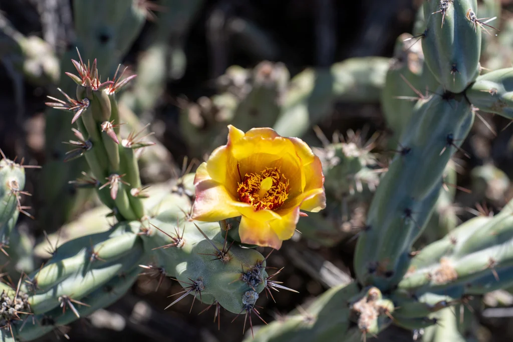Cylindropuntia Acanthocarpa