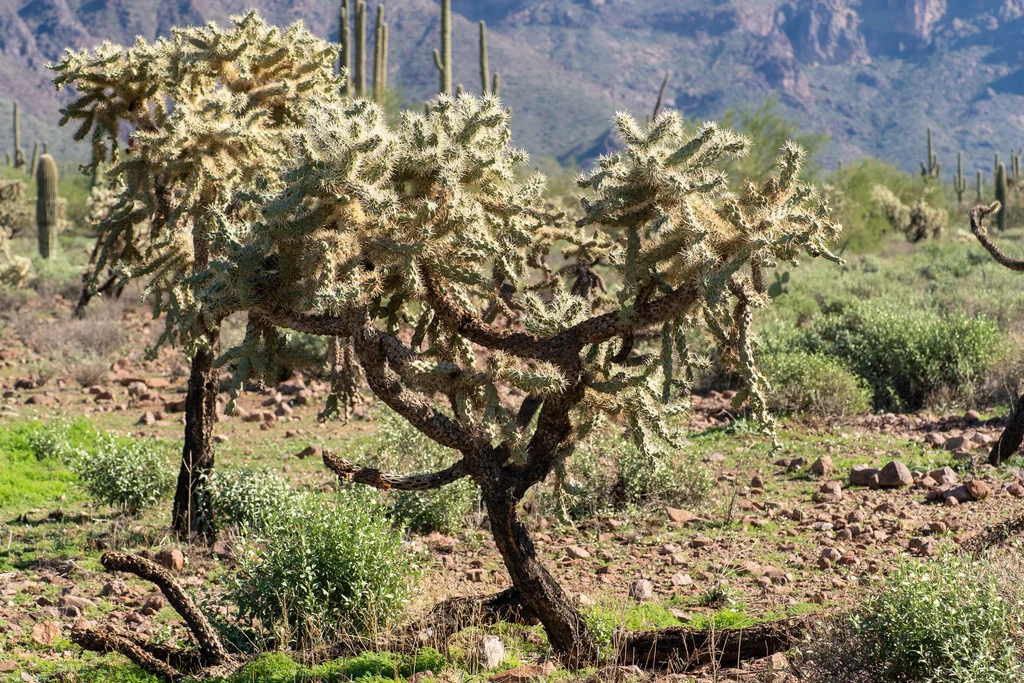 Opuntia Fulgida