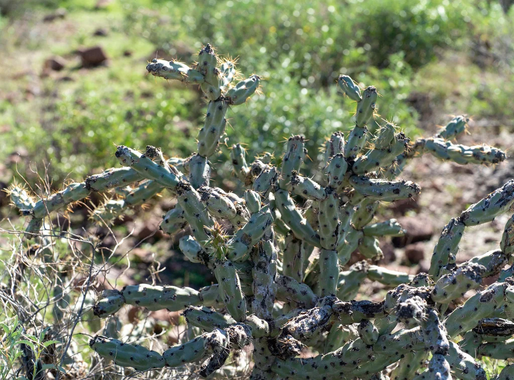Cylindropuntia Acanthocarpa