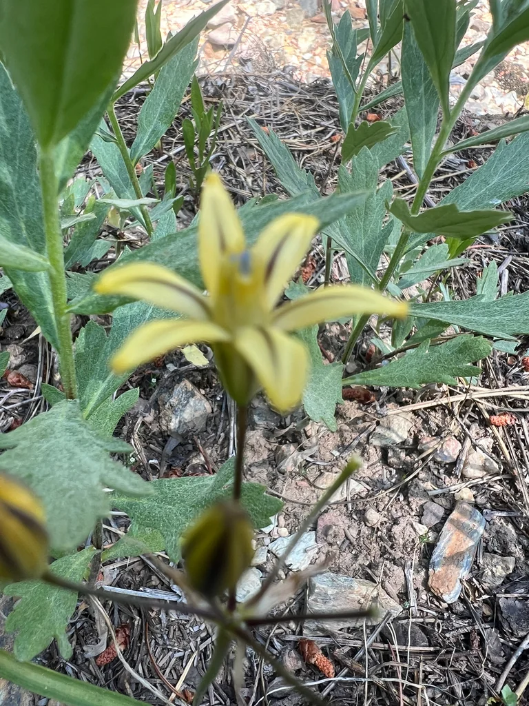 Triteleia Ixioides