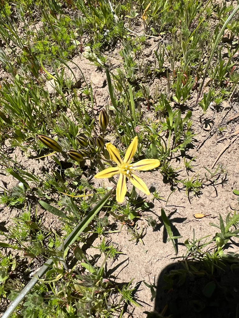 Triteleia Ixioides