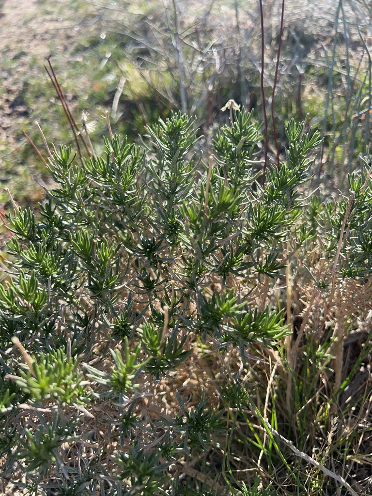 Ericameria Linearifolia