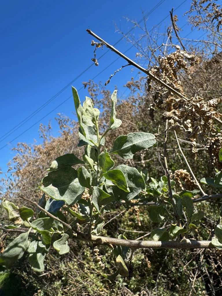 Atriplex Lentiformis
