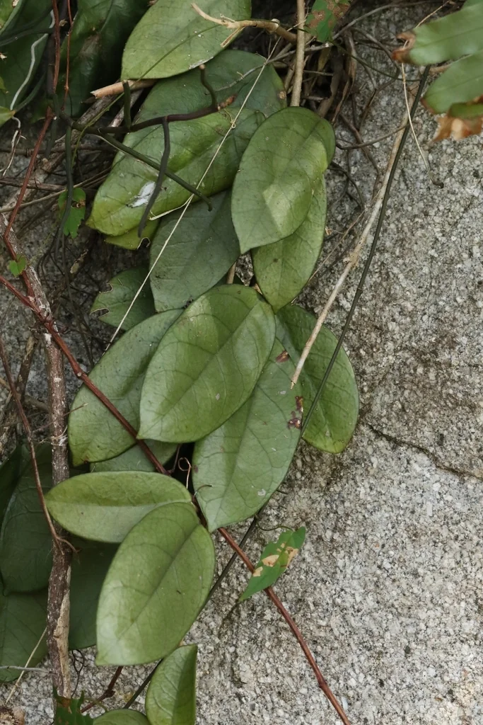 Hoya carnosa