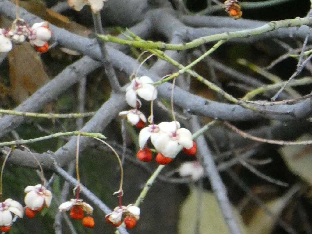 Euonymus Occidentalis