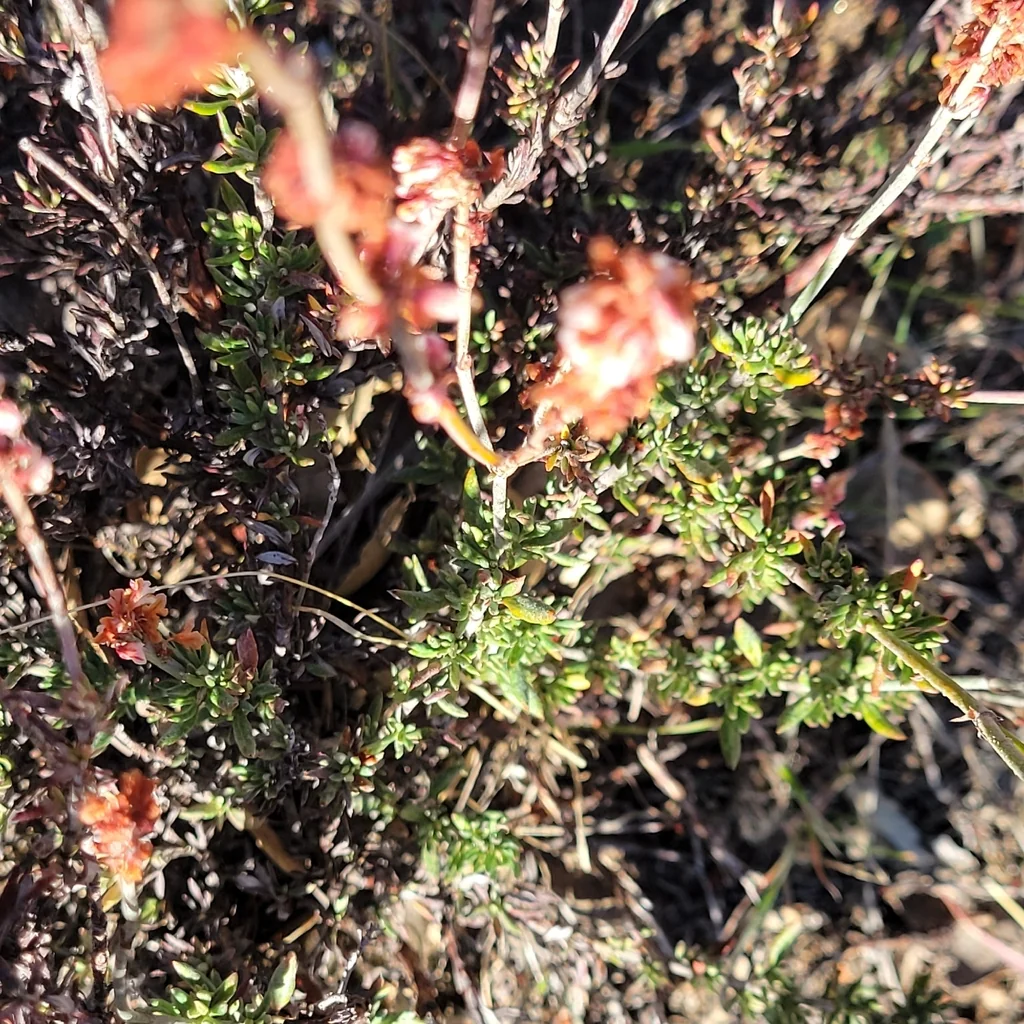 Eriogonum Wrightii