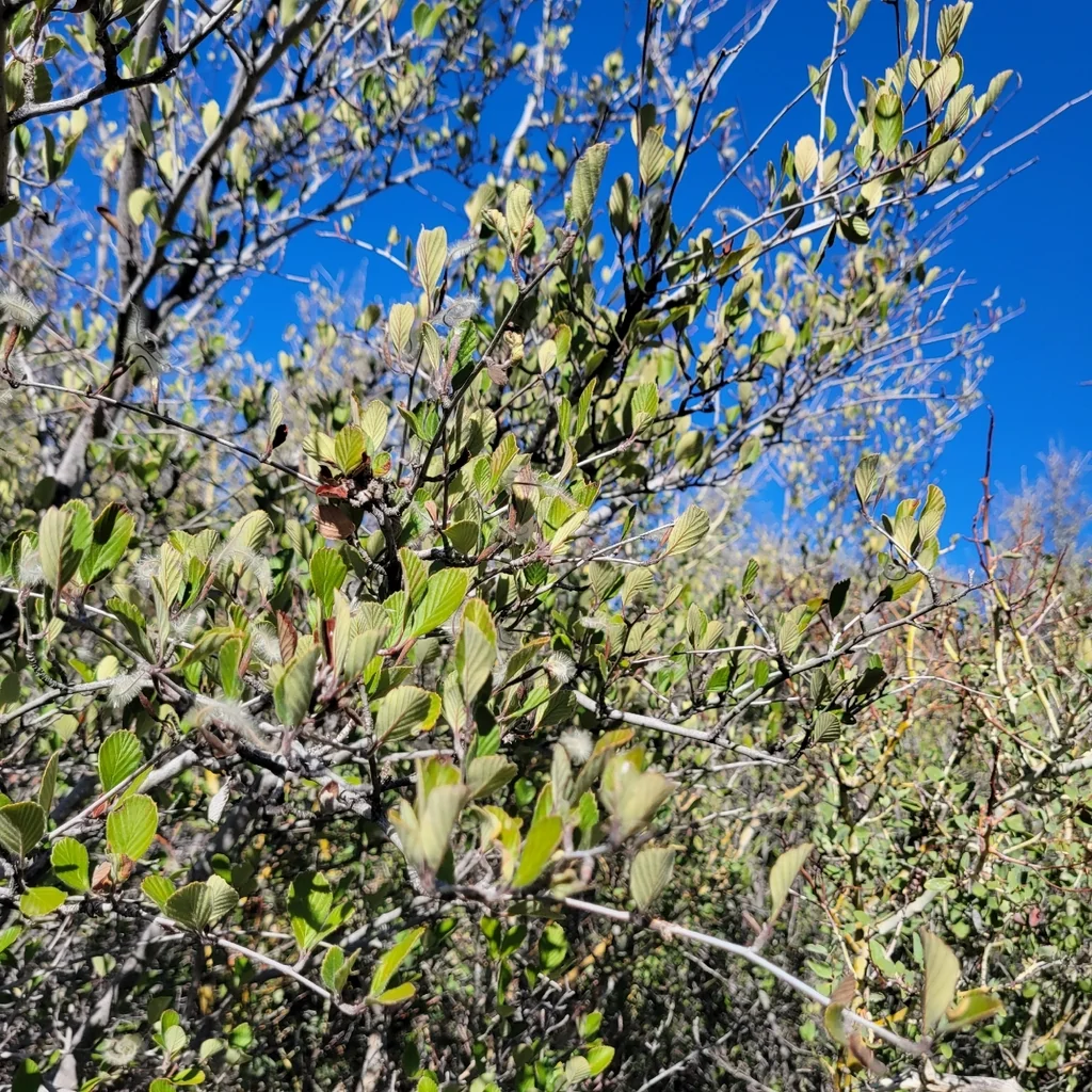 Cercocarpus Betuloides