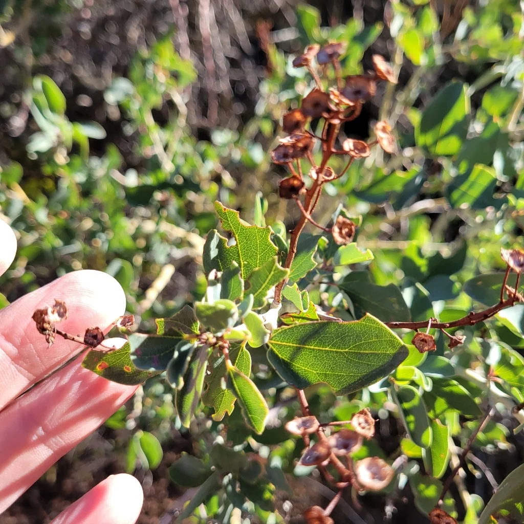 Ceanothus Leucodermis