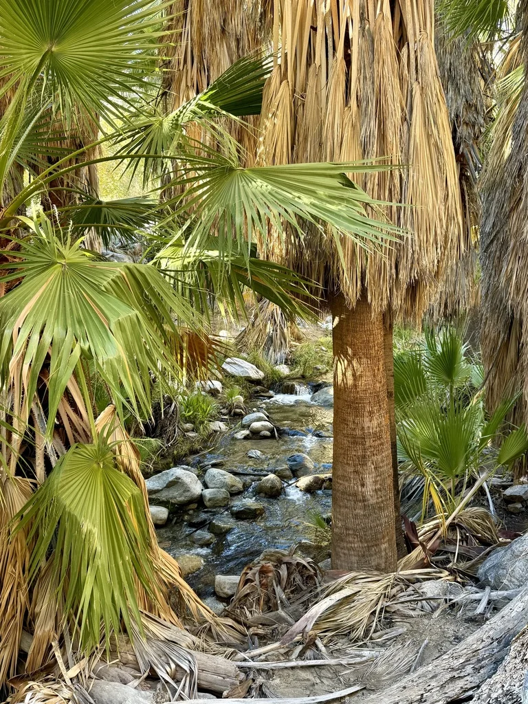 Washingtonia Filifera