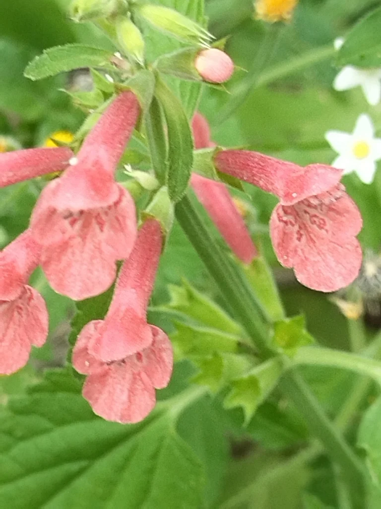 Stachys Coccinea