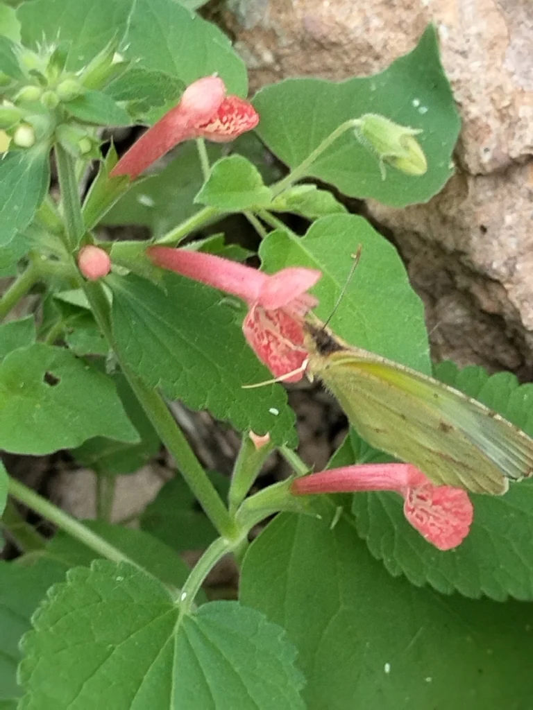 Stachys Coccinea