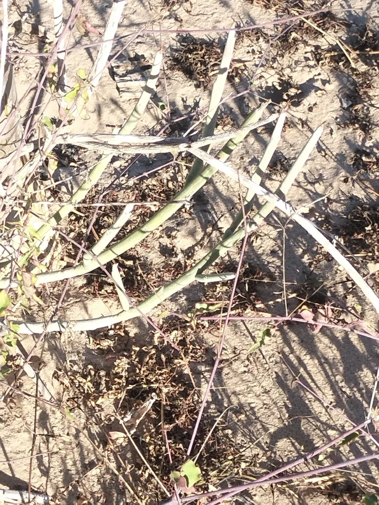 Pedilanthus Macrocarpus