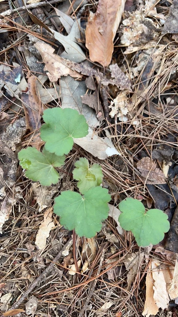 Heuchera Americana