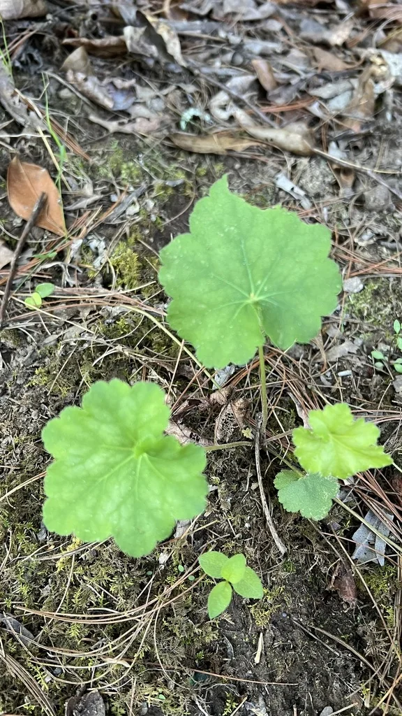 Heuchera Americana
