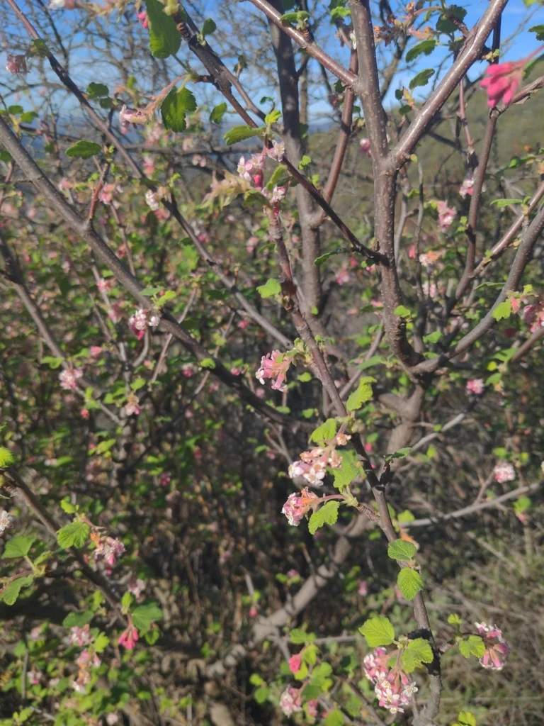 Ribes Malvaceum