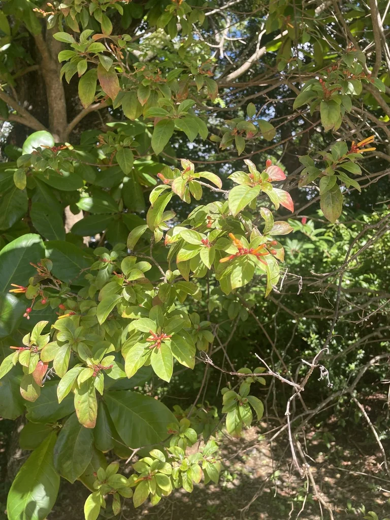 Hamelia patens