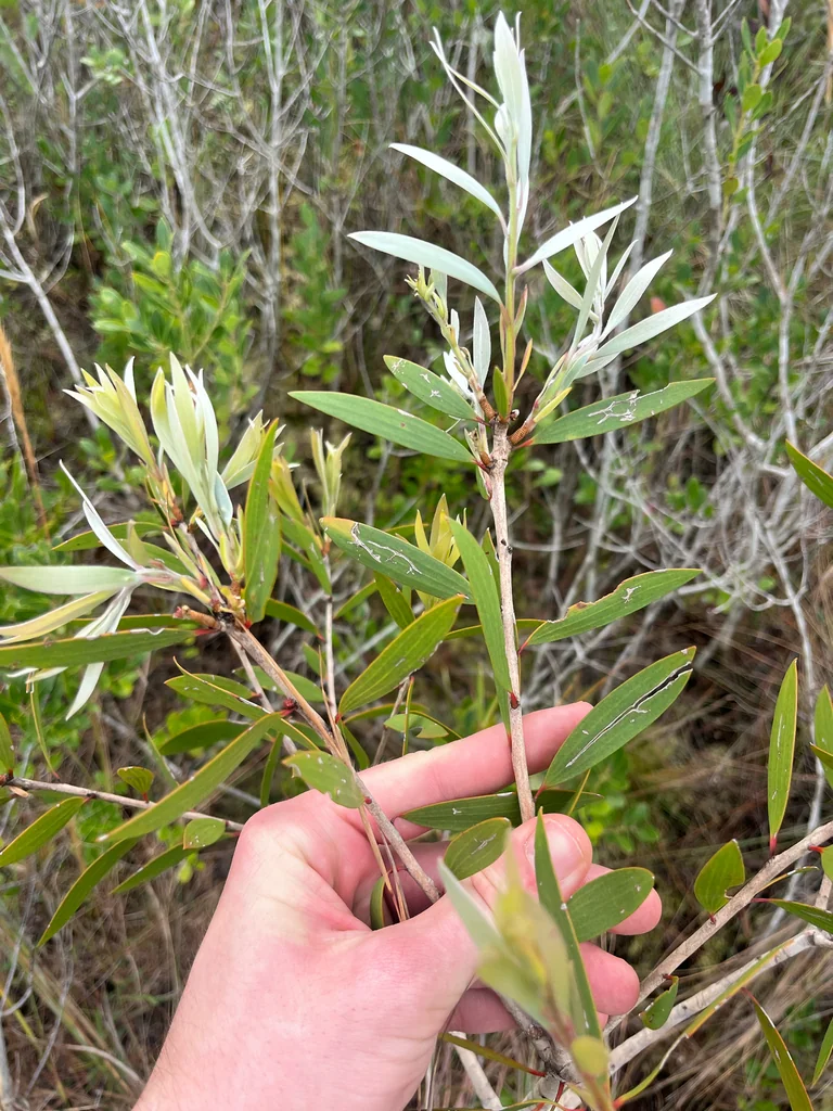 Melaleuca Quinquenervia