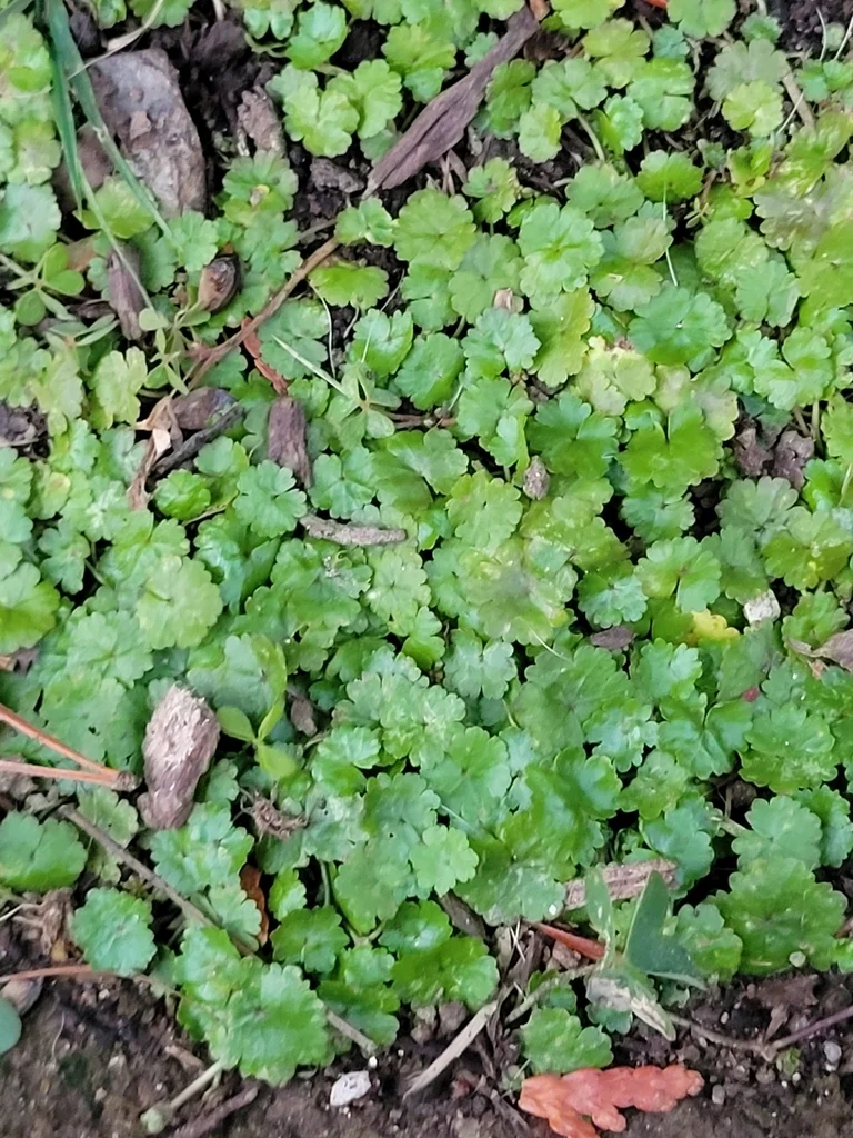 Hydrocotyle Sibthorpioides