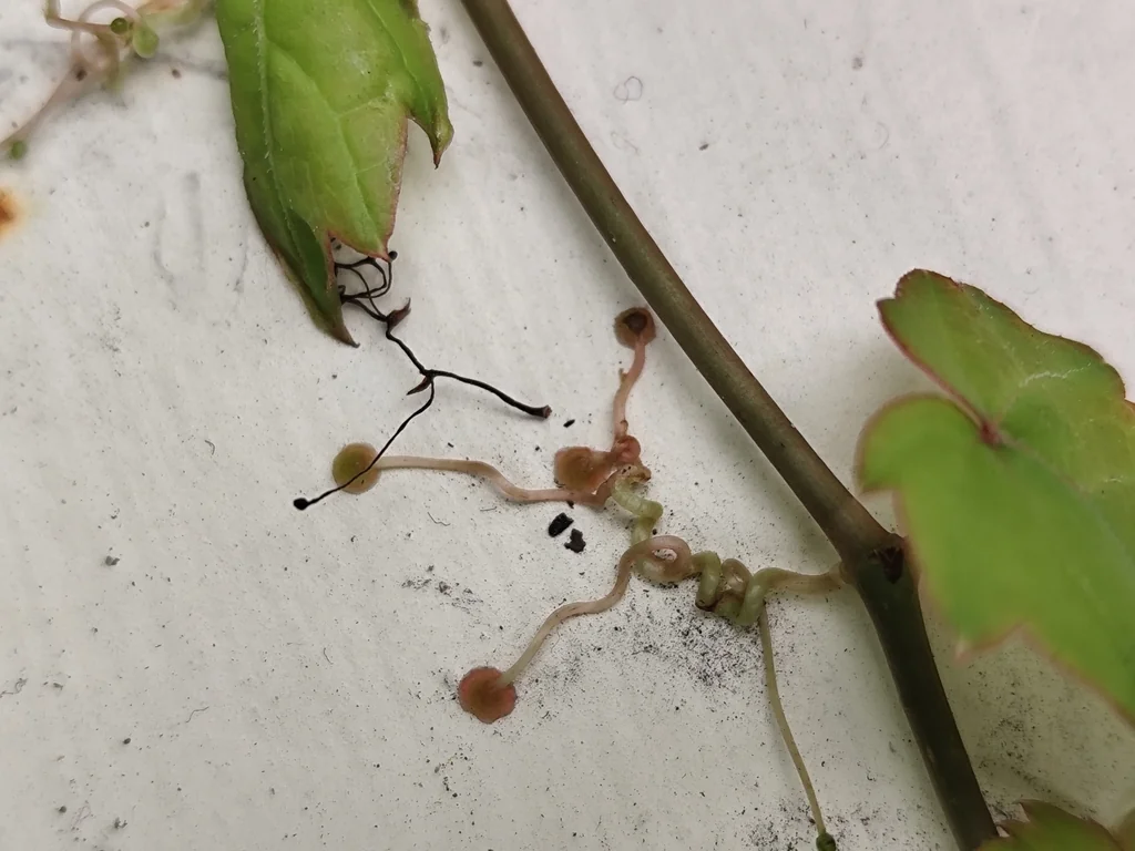 Parthenocissus Tricuspidata
