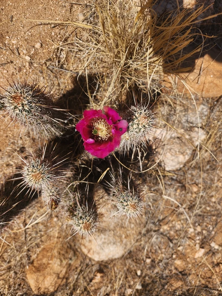 Echinocereus Fasciculatus