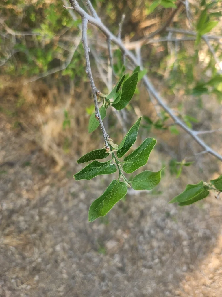 Celtis Reticulata