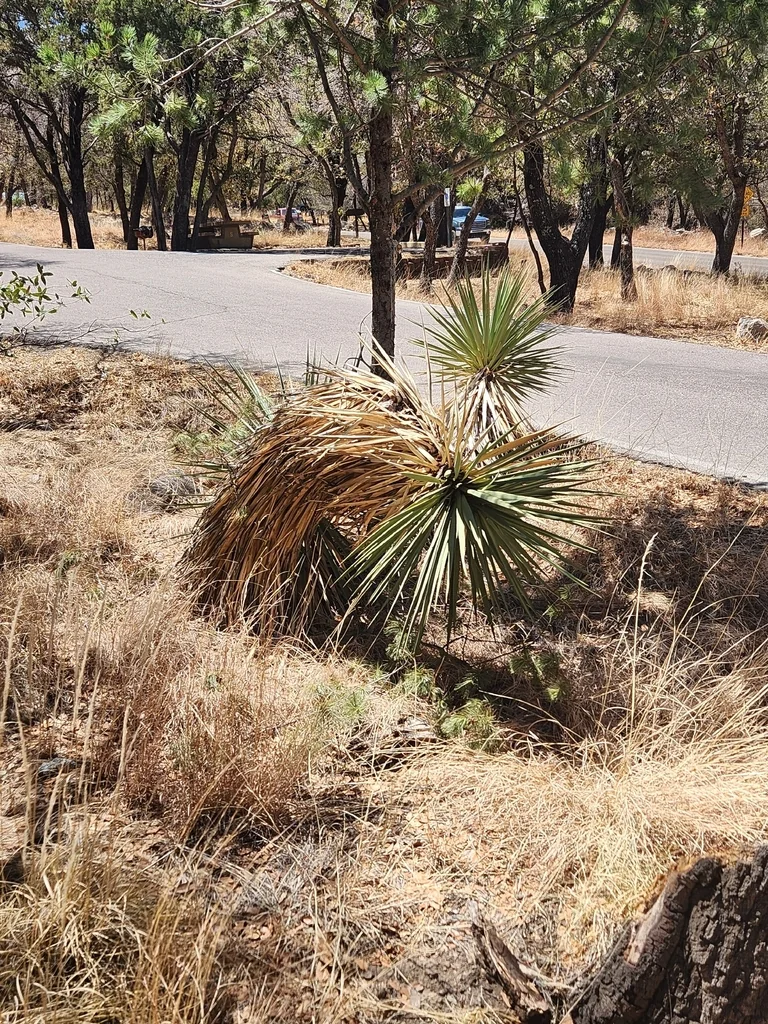 Yucca Schottii
